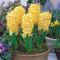 CXXFGFT/Hyazinthenzwiebeln/Winterharte Staude/Geeignet zum Pflanzen im und um den Garten/Schöne Schnittblumen/Hyazinthenpflanzen-2 zwiebeln-E