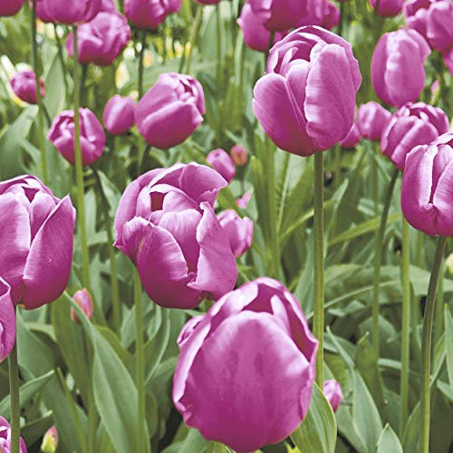 20 Lunch Servietten Tulpen Frühling Blumen 33 cm