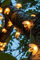 Solarize ® 50 LED Solar Garden Lights, Honey Bee Fairy String Lights，7M/24Ft 8 Mode Waterproof Outdoor/Indoor Garden Lighting for Flower Fence, Tree, Lawn, Patio, Pagoda, Summer Party, (Warm white)