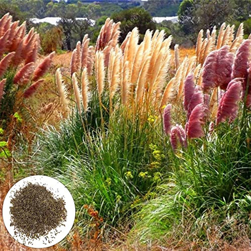 Samen, 300 Stück Blumensamen Dürretolerant, gentechnikfrei, frische dekorative Pampasgras-Gartensamen zum Pflanzen, zieht Bienen an – Mischfarbe