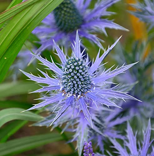 Garten-Mannstreu Big Blue - Eryngium zabelii - lebende Gartenpflanze aus den Baumschulen