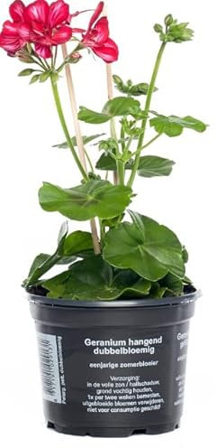Geranio Colgante Natural Planta con Flores Resistente y Fácil de Cuidar