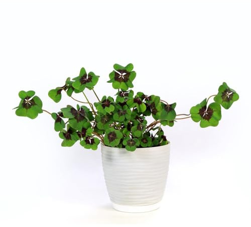 300 pcs glücksklee samen - blumen für balkon, garden Klee Samen blumenbeet, topfpflanzen echt bonsai samen, gartenpflanzen winterhart stauden winterhart mehrjährig, samen balkon samen