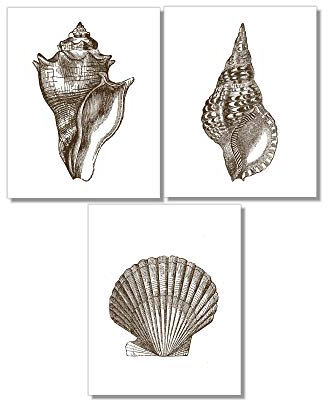 Din A4 Kunstdruck ungerahmt 3-teilig - Muschel Muscheln Maritim Vintage Antik Hamptons Style Badezimmer Geschenk Druck Poster Bild