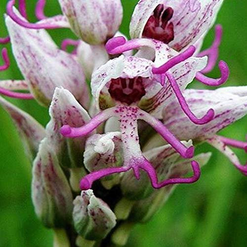 Benoon Orchis Italica Seeds, 100 Stück/Beutel Orchis Italica Seeds Blüte Attraktive Pflegeleichte Schwere Bewässerung Blumensamen Für Den Außenbereich Saat