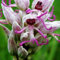 Benoon Orchis Italica Seeds, 100 Stück/Beutel Orchis Italica Seeds Blüte Attraktive Pflegeleichte Schwere Bewässerung Blumensamen Für Den Außenbereich Saat