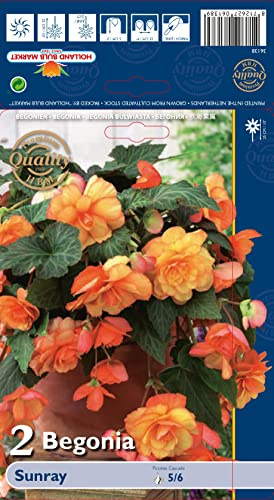 Begonienzwiebeln : Begonia - Begonie Sunray 1 Blumenzwiebel/Knolle