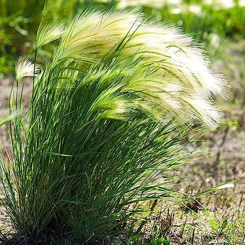 100 pcs federgras stipa ponytails samen deko wohnzimmer modern,Stipa tenuissima,Ziergras ziergräser pflanzenkübel balkon hochbeet plant garten geschenke für frauen hochbeett seed
