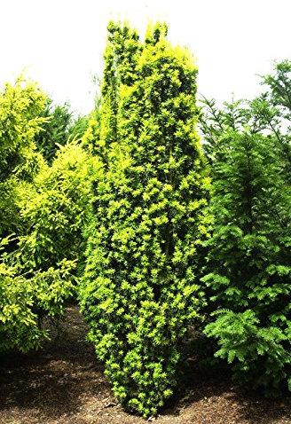 Eibe Säuleneibe Taxus baccata Fastigiata Containerware 30-40 cm