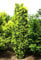 Eibe Säuleneibe Taxus baccata Fastigiata Containerware 30-40 cm