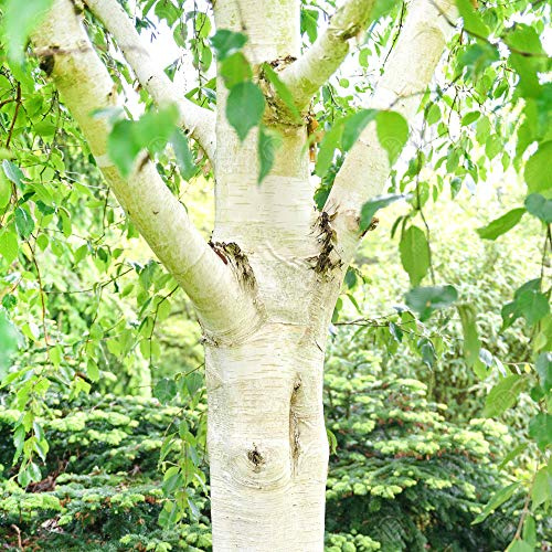 Betula utilis 'Grayswood Ghost' | Himalayan Birch Tree | Ornamental Tree | 5-6ft