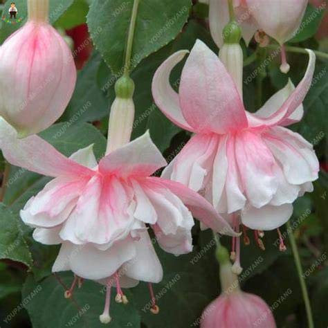 Kalash nouvelle 100pcs lanternes Fuchsia Fleurs GRAINES Begonia pour la jardinage rose bébé