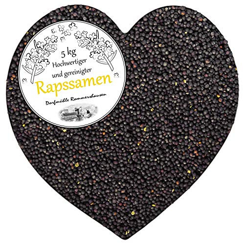 Raps Gereinigt 5 kg Rapssamen Therapie Rapssaat für Rapskissen Kissen Wärmekissen Kältekissen Samen Lose Rheuma Mikrowelle Wellness Rapsbad Petigi