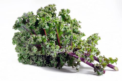Vegetable Plants - Kale 'Red Russian' - 8 x Large Plug Plant Pack - Kale Plants - Garden Ready + Ready to Plant - Premium Quality Veg