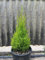 Cipresso Cupressus Goldcrest pianta in vaso ø20 cm h60 cm, lemon cypress