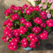 100 pcs bodendecker immergrün samen, garten blumen winterhart, kletterpflanzen winterhart, Catharanthus roseus, gartengeschenke, blumen garten blumenbeet, steingartenpflanzen winterhart