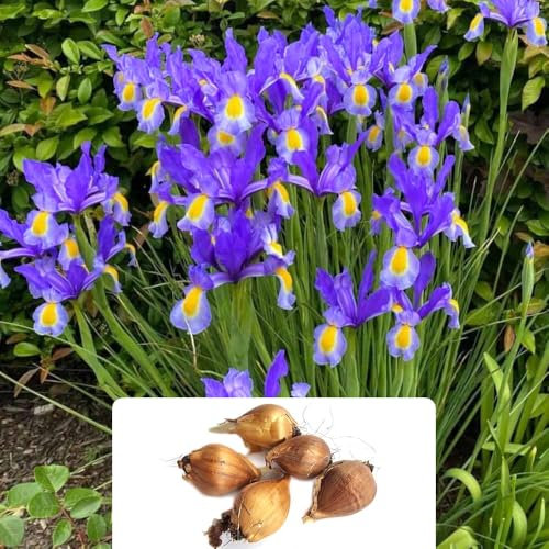 5 Iris Blue Magic Bulbs – RHS Award-Winning Perennial with Shaded Trumpet Blooms – Summer Flowering – Perfect for UK Gardens