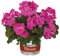 Geranie, pink, stehend, Topf-Ø 13 cm, 6 Pflanzen