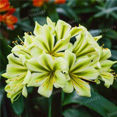 6: Echt Clivia Samen Samen Kefir Lilie Blumensamen Dekorative Garten Blumen Samen Bonsai Pflanze Für Hausgarten 100 Stücke, Einfach Zu Wachsen