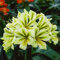 6: Echt Clivia Samen Samen Kefir Lilie Blumensamen Dekorative Garten Blumen Samen Bonsai Pflanze Für Hausgarten 100 Stücke, Einfach Zu Wachsen