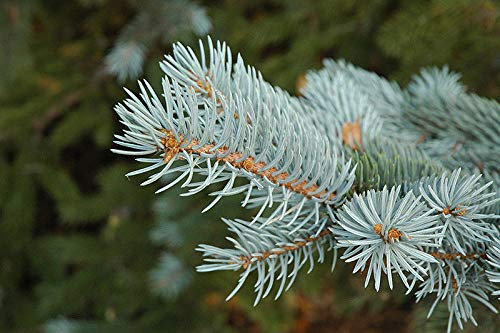 Pino Abete Argentato Picea Pungens Glauca Abete Blu del Colorado in vaso ø18 cm h 50/80 cm Vivaio del Castelletto