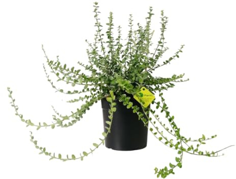 Plantì EUONYMUS FORTUNEI Arbusto sempreverde da esterno, vaso da 19 cm. Piante vere per giardino e terrazzo con foglie bordate di bianco. 6 mesi di concimazione inclusi (Gaiety).