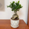 semi di ficus ginseng bonsai albero bonsai da giardino giardino interno Serie Piante Rare esotici alberi pianta sempreverde in vaso resistente piante d'appartamento 20pcs