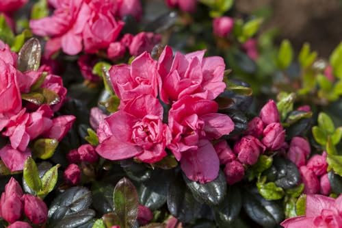 Rhododendron obtusum 'Rosinetta' 20-25 cm – Winterhart, Immergrün, Pflegeleicht – Azalee – Kübelpflanze für Garten & Balkon