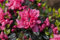 Rhododendron obtusum 'Rosinetta' 20-25 cm - Azalee, rosa Blüten, Blütezeit April-Mai, ideal für Kübel und Rabatten, winterhart und pflegeleicht