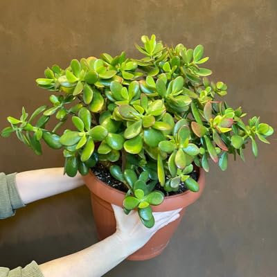 50pcs Green Crassula Ovata Plant Seeds
