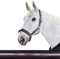 Eskadron Halfter Dornschnalle New Basic in Nightblue-White-BlackBerry, Größe:Pony 2