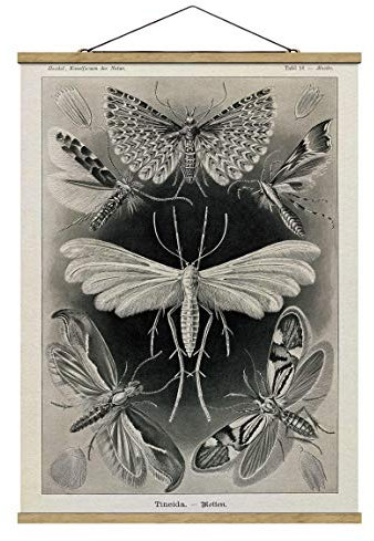 Stoffbild Poster Vintage Lehrtafel Motten Falter Hochformat 4:3 46.5x35cm Eiche