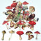 ExceLife Retro Pilz Aufkleber Set, Selbstklebend PET Transparent Wasserdicht Pilz Aufkleber für Scrapbooking, Tagebuch, Album, Handyhülle, Laptop, Kartenherstellung, 40 Stück