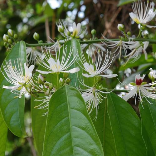 100 pcs kapernstrauch pflanze kaufen samen, blumenwiese samen mehrjährig winterhart, kleines geschenk für frauen, Capparis spinosa, wildblumen samen, ausgefallene geschenke schnittblumen,