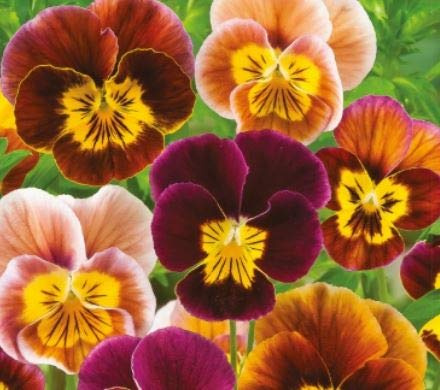 Stk - 20x Hornveilchen Bambini Mix Viola Cornuta Stiefmütterchen Samen KS607 - Seeds & Plants Shop by Ipsa