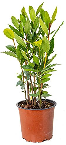 Bloomique - Laurus Nobilis - Laurel Planta - Plantas de jardín resistentes - Plantas de jardín - Altura 30-40 cm - Maceta 15 cm