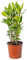 Bloomique - Laurus Nobilis - Lorbeer Pflanze - Gartenpflanzen Winterhart - Gartenkräuter Pflanzen - Höhe 30-40 cm - Topf 15 cm