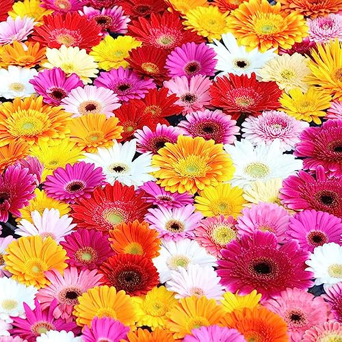 50 pcs Gerbera Samen Wiesenblumen Samen, Exotische Pflanzen Gerbera Pflanze Im Topf Blumenwiese Samen Mehrjährig, Hochbeete Für Garten Winterharte Pflanzen Für Garten Blumenbeet, Pflanzensamen