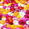 50 pcs Gerbera Samen Wiesenblumen Samen, Exotische Pflanzen Gerbera Pflanze Im Topf Blumenwiese Samen Mehrjährig, Hochbeete Für Garten Winterharte Pflanzen Für Garten Blumenbeet, Pflanzensamen