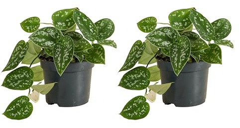 Bloomique - Scindapsus Pictus - Silberrebe - Hängepflanze - Auch als Kletterpflanze geeignet - Zimmerpflanzen - Luftreinigend - Pflegeleicht - Höhe 15-20 cm - Topf 12 cm