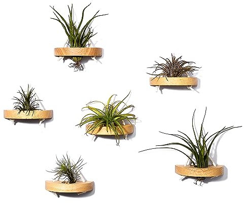 MITIME Luftpflanzenhalter, kleiner Luftpflanzen-Display-Ständer.Wandhalterung, um Platz zu sparen, Wanddekoration(Pflanzen nicht enthalten) (6er Set)