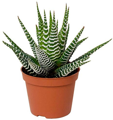 Haworthia Fasciata Pianta Zebra Succulenta per la Casa o l'Ufficio (15-25 cm con Vaso)