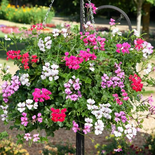 Bedwen Pelargonium 'Reach Out Mix' Plug Plant x4 – Vigorous Trailing Ivy Leaf Geranium in Vibrant Mixed Colours for Hanging Baskets