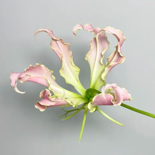 2 piezas Lirios de fuego - bulbos las cebollas son plantas perennes resistentes gloriosa superba - bulbos de flores, plantas perennes Pequeños regalos cebolla flores silvestres Bulbos