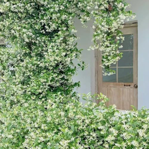 Semi di gelsomino piante resistenti da balcone piante rampicanti resistenti piante resistenti per il giardino semi di bonsai semi di fiori selvatici piante rampicanti perenni 20pcs