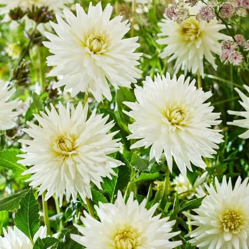 1 x Dahlia Cactus My Love – Pristine White Blooms – Semi-Cactus Spikey Flowers – Summer Flowering Bulb – Perennials – for Your Beautiful Garden