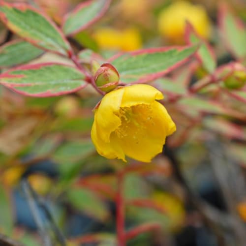 Hypericum x moserianum 'Tricolor' Hardy Shrub with Variegated Pink Green Cream Foliage Yellow Summer Flowers Ideal Ground Cover for Borders and Shade 1x or 3X 9cm Pots by Thompson and Morgan