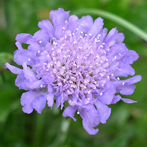 Scabiosa Butterfly Blue Flowering Outdoor Perennial Garden Plants in Plant Pot (9cm Pot, 15-30cm)
