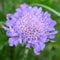 Scabiosa Butterfly Blue Flowering Outdoor Perennial Garden Plants in Plant Pot (9cm Pot, 15-30cm)