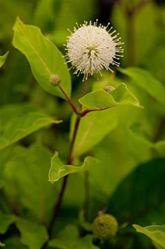 Cephalanthus occidentalis 40-60 cm – Winterhart, Mehrjährig – Knopfbusch – Zierstrauch für Teichrand & Feuchtbereiche